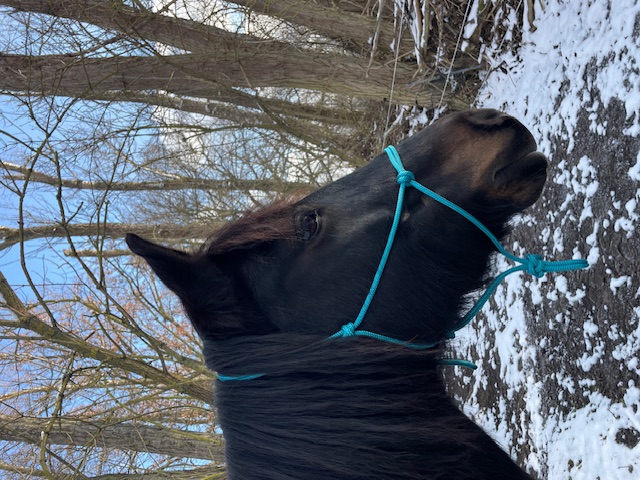 Knotenhalfter ( Horse-Man-Halfter von Seilerei Brockamp )