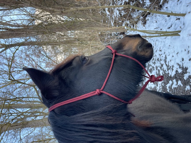 Knotenhalfter ( Horse-Man-Halfter von Seilerei Brockamp )